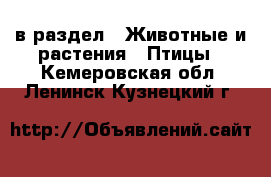  в раздел : Животные и растения » Птицы . Кемеровская обл.,Ленинск-Кузнецкий г.